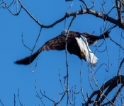 2016 11 21 RedWingEagles 006
